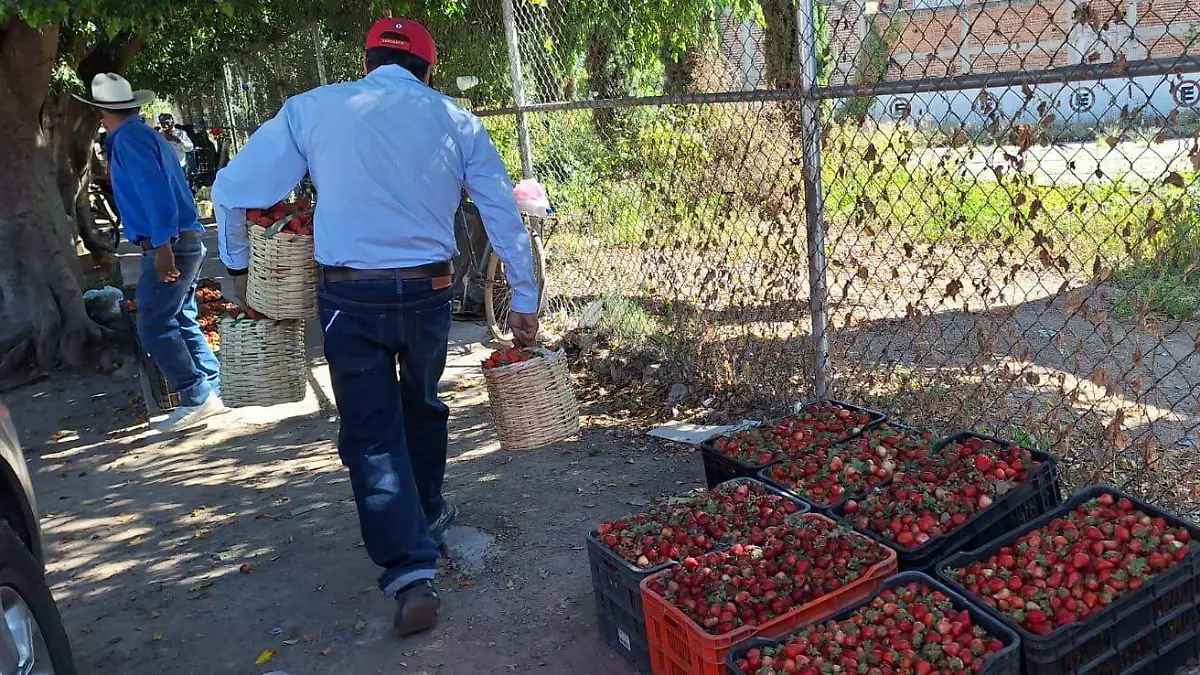 Fresa temporada invernal