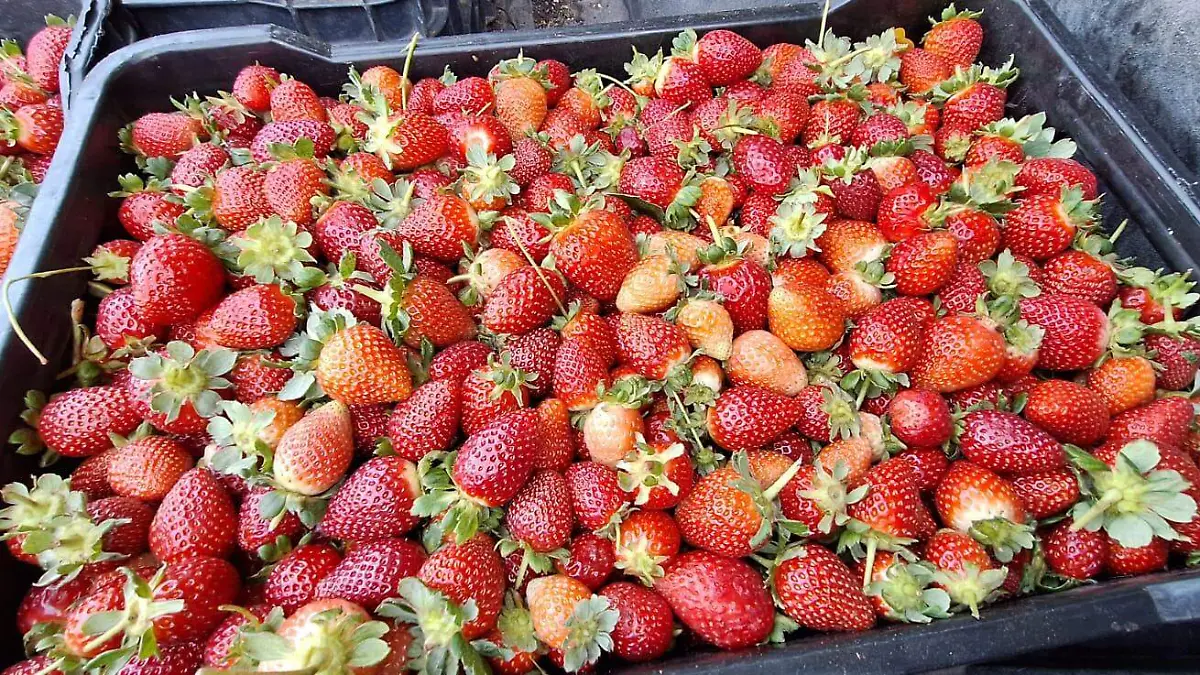 Fresa temporada invernal