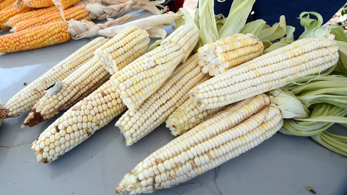 Granos Jesus Gutierrez El Sol de Irapuato (1)