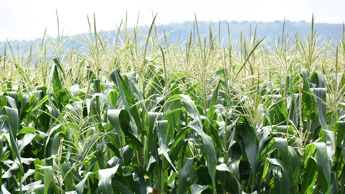 No-hay-acciones-claras