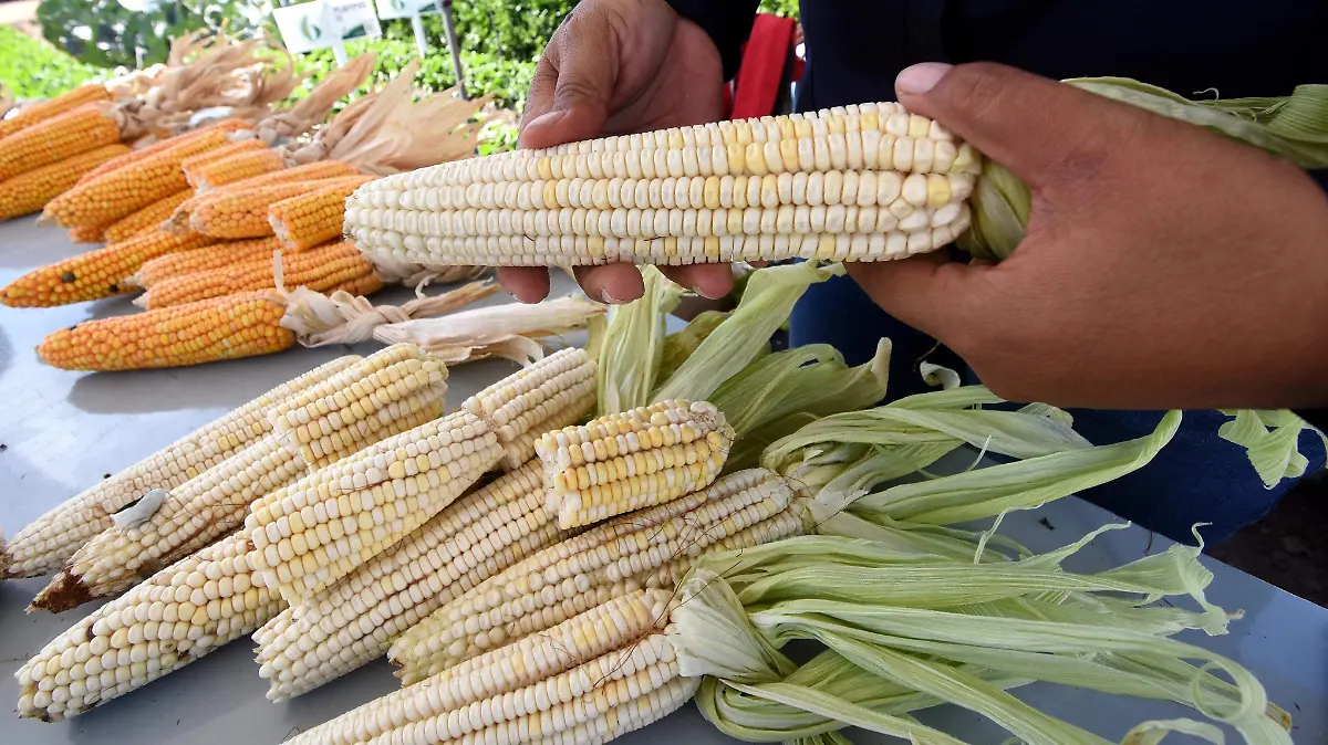 Campesinos de Guanajuato se unen sin banderas al Movimiento Agrícola Campesino