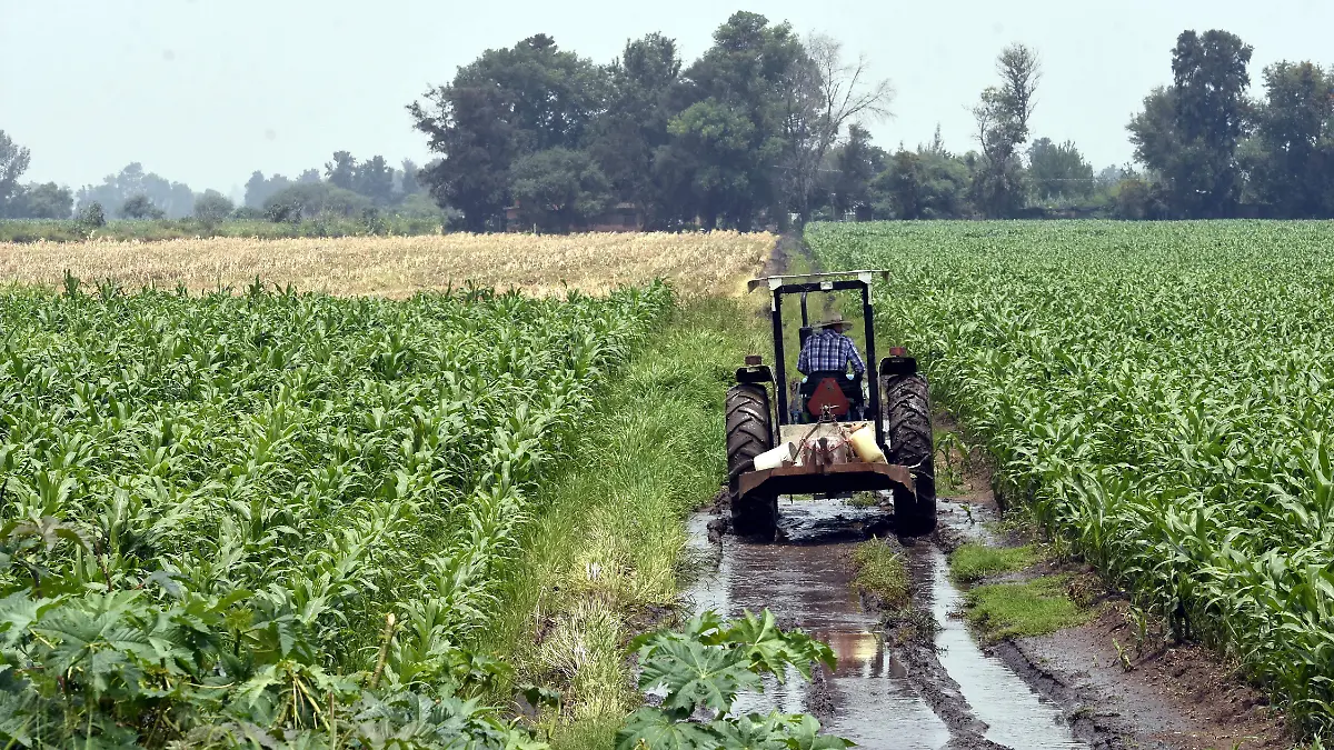 Campesinos en Guanajuato perciben control de “acaparadores” en la cadena del maíz