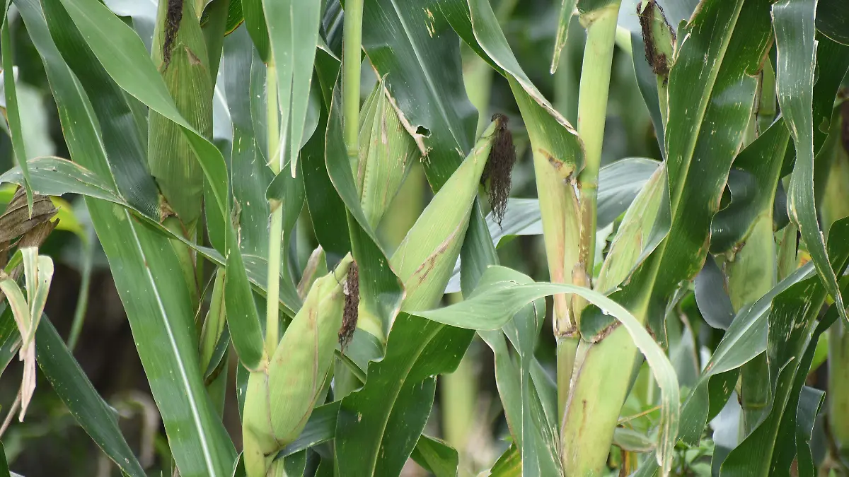 Habrá más bloqueos campesinos en Guanajuato
