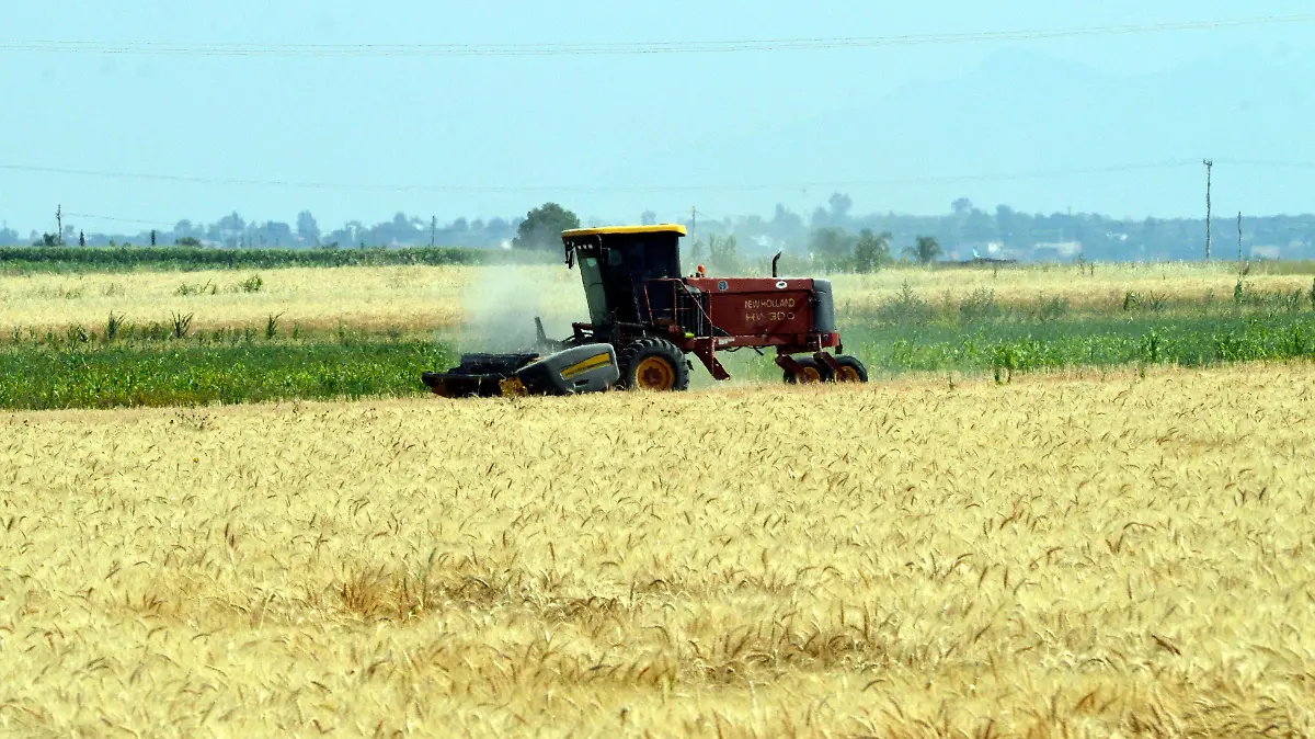 Plantación-de-trigo