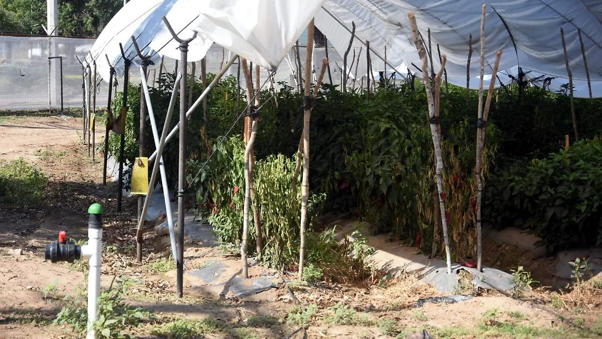 La tecnificación del riego tardará más de lo que planea el Gobierno Federal: Agustín Robles Montenegro