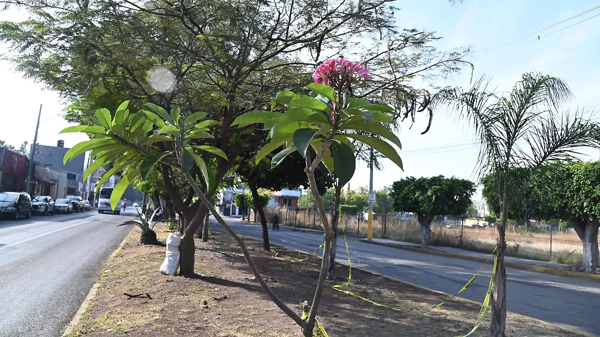 Arbolada Jesus GutierrezEl Sol de Irapuato (1)