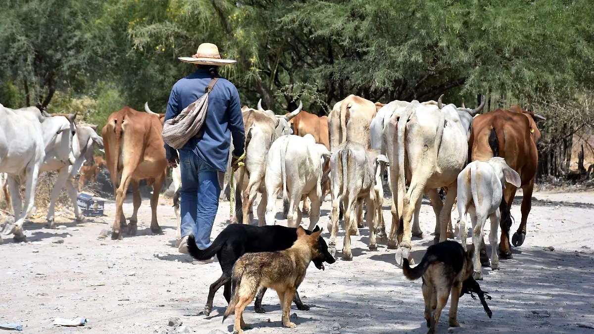 El gusano barrenador puede llegar por medio de los perros callejeros Marisol Suárez (1)