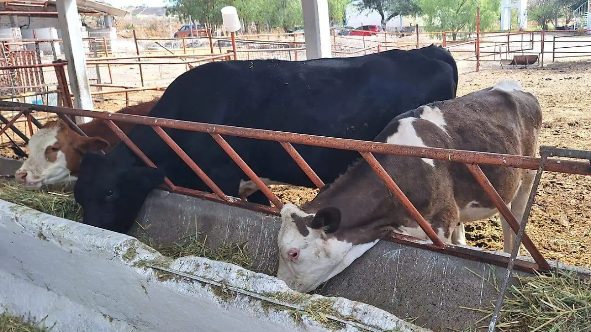 HUANIMARO Libre del Gusano Barre (1)