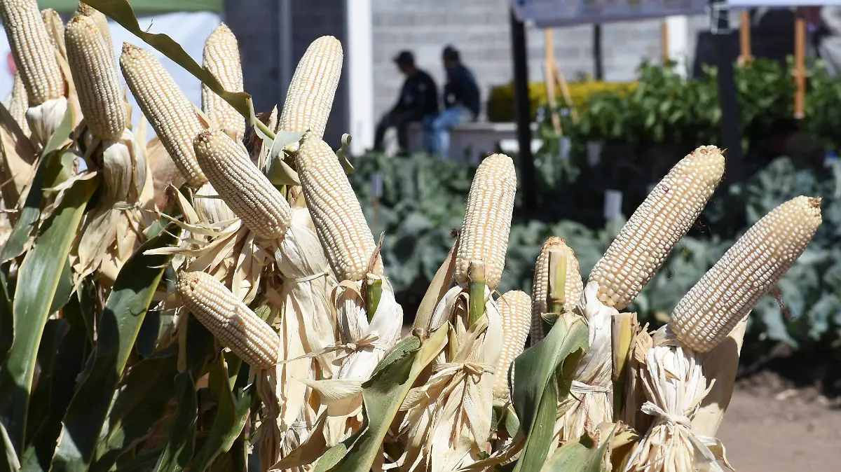 Maiz Jesus Gutierrez El Sol de Irapuato (3)