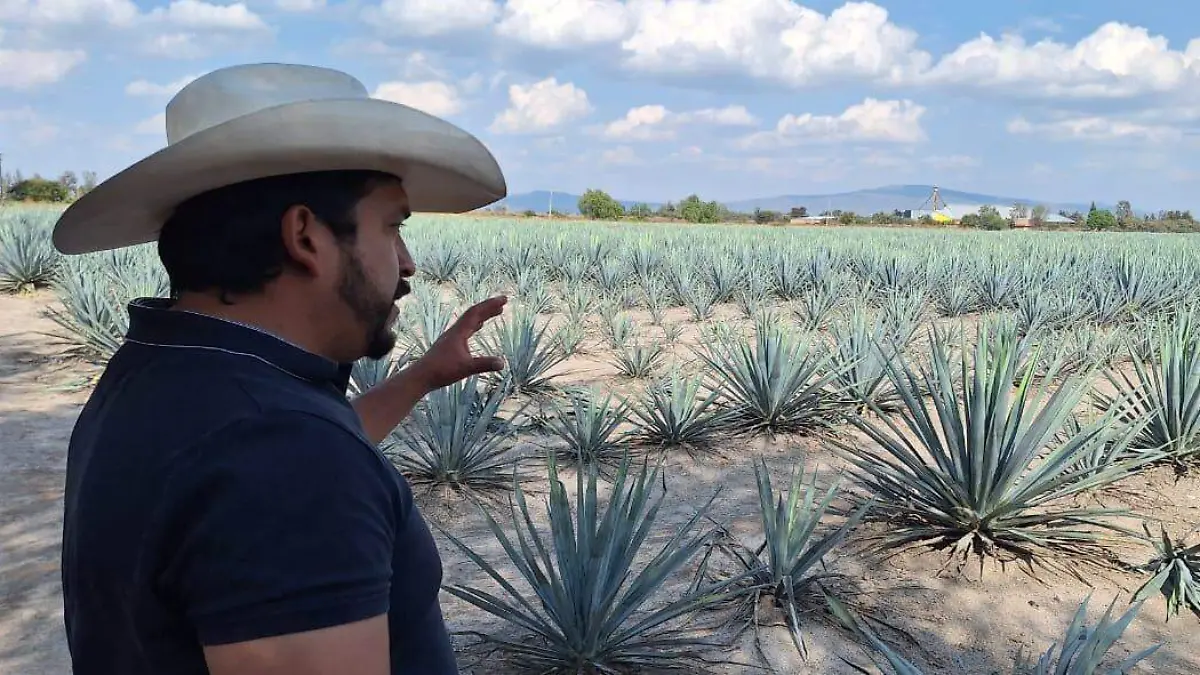 CUERAMARO Agaves (3)