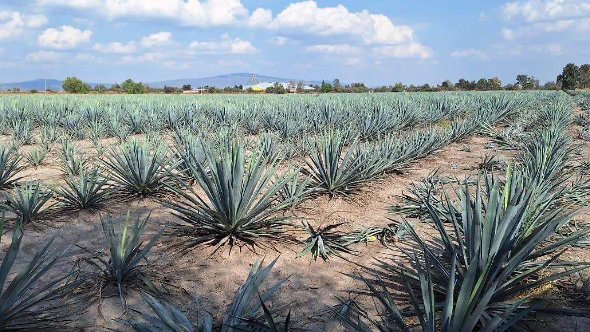 Agaves