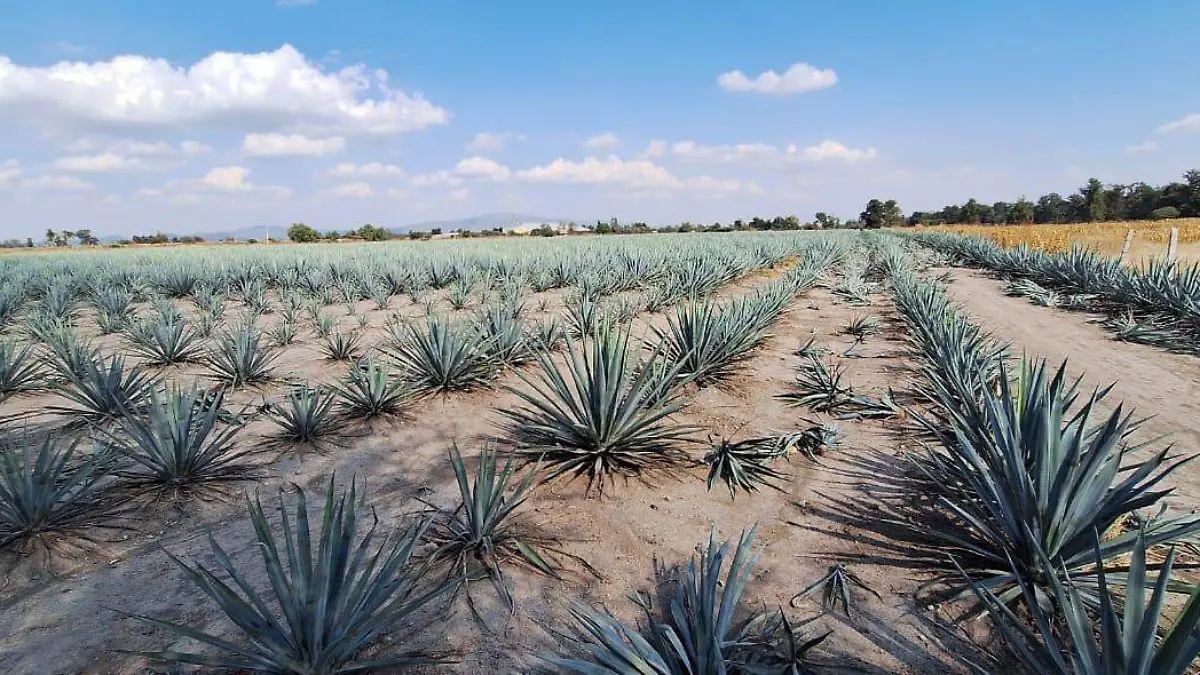 Agaves