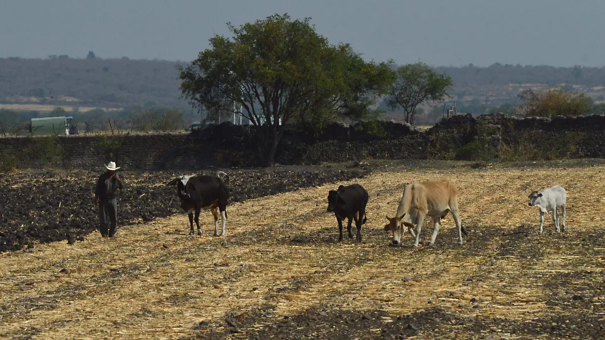 Sequia y lluvias Jesus Gutierrez El Sol de Irapuato (2)