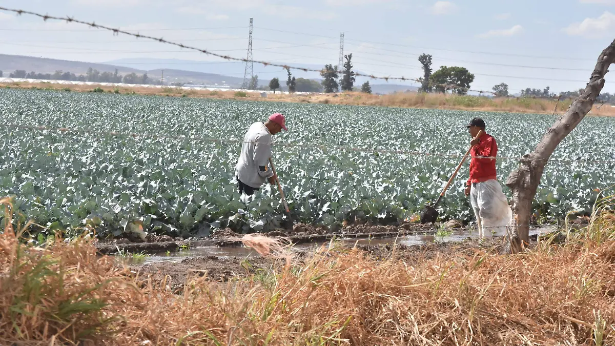 Siembra del estado Guanajuato