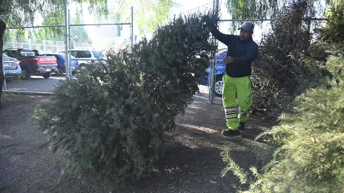 No tires tu árbol navideño