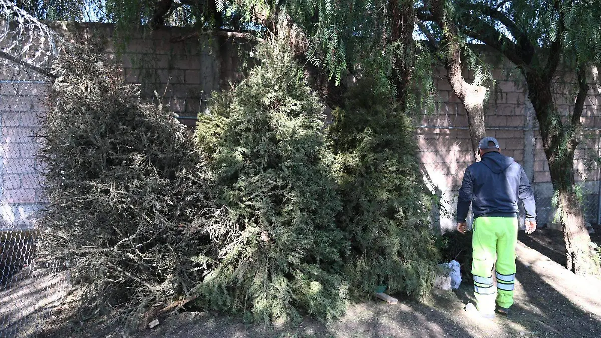 No tires tu árbol navideño