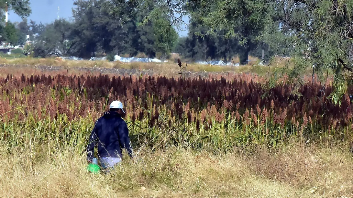SORGO Y GARBANZO.- RICARDO SANCHEZ.- EL SOL DE IRAPUATO (1)
