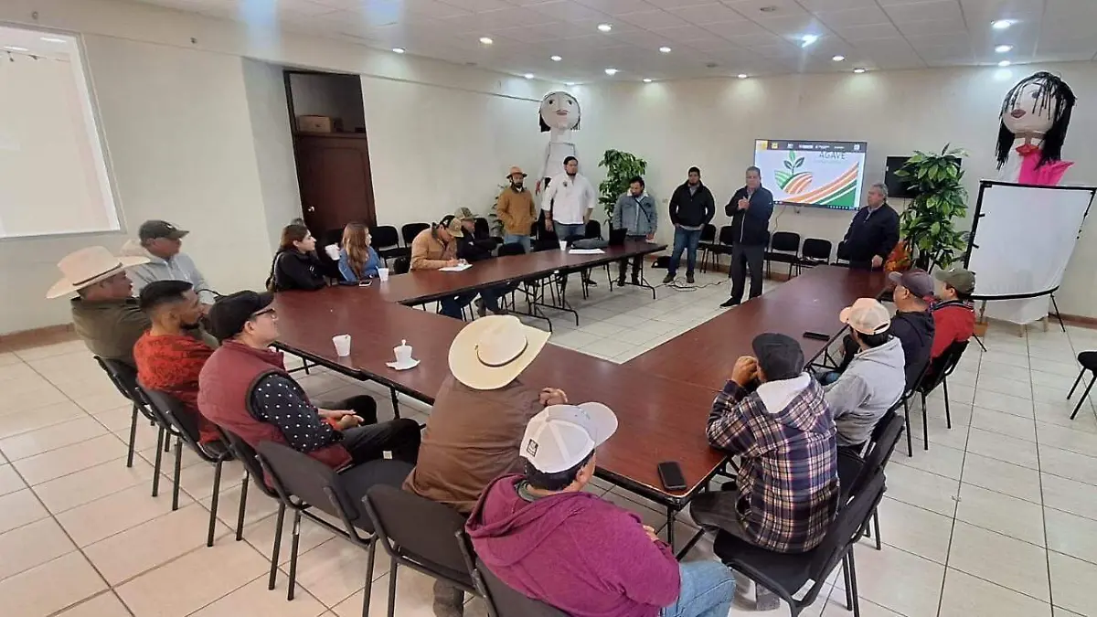 CUERAMARO Agaveros en riesgo por la sobreproducción (7)