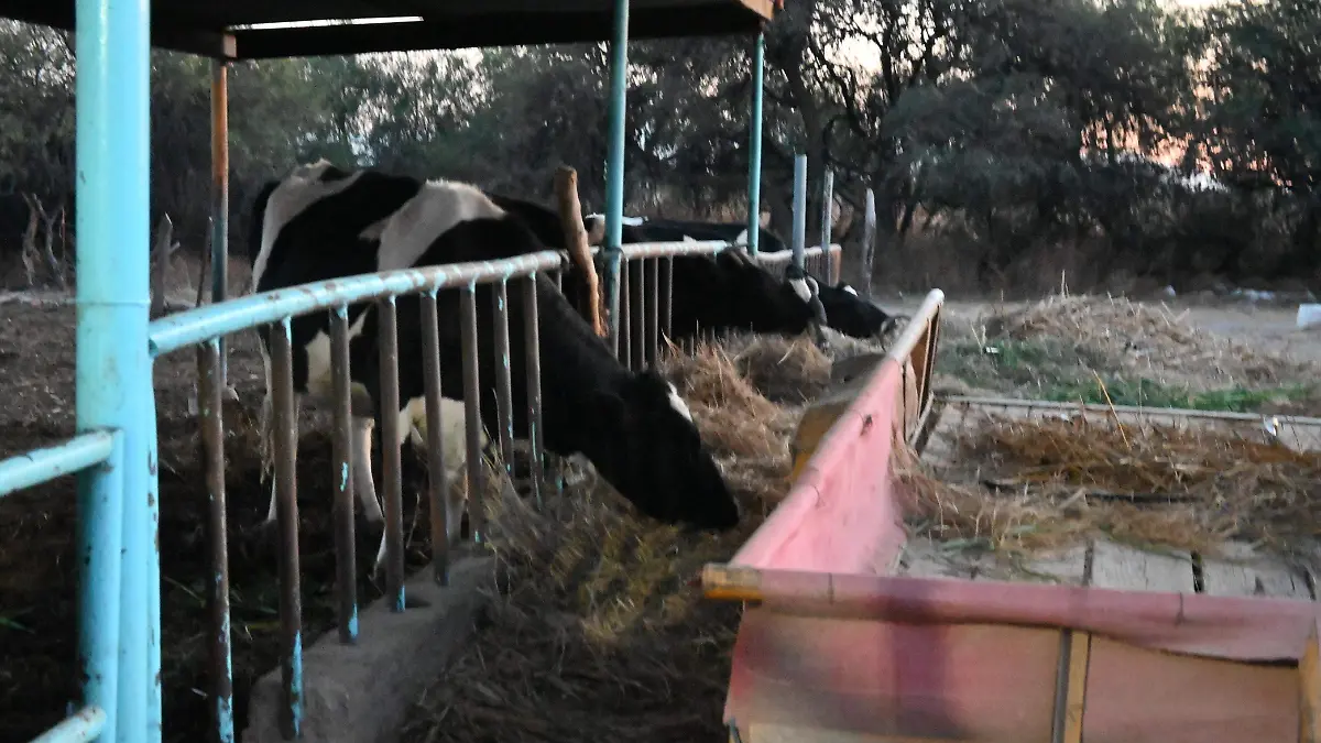 Por alta demanda en Estados Unidos exportación de cortes de alta calidad encarece la carne de res en México