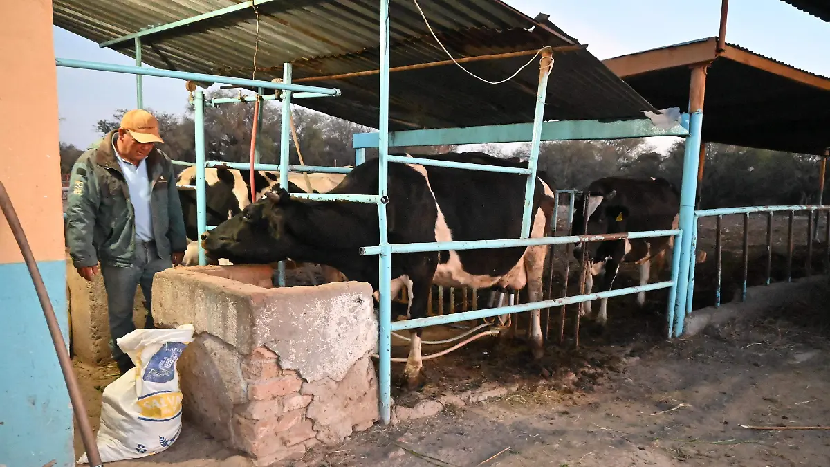 GAVADO VACUNO.- RICARDO SANCHEZ.- EL SOL DE IRAPUATO