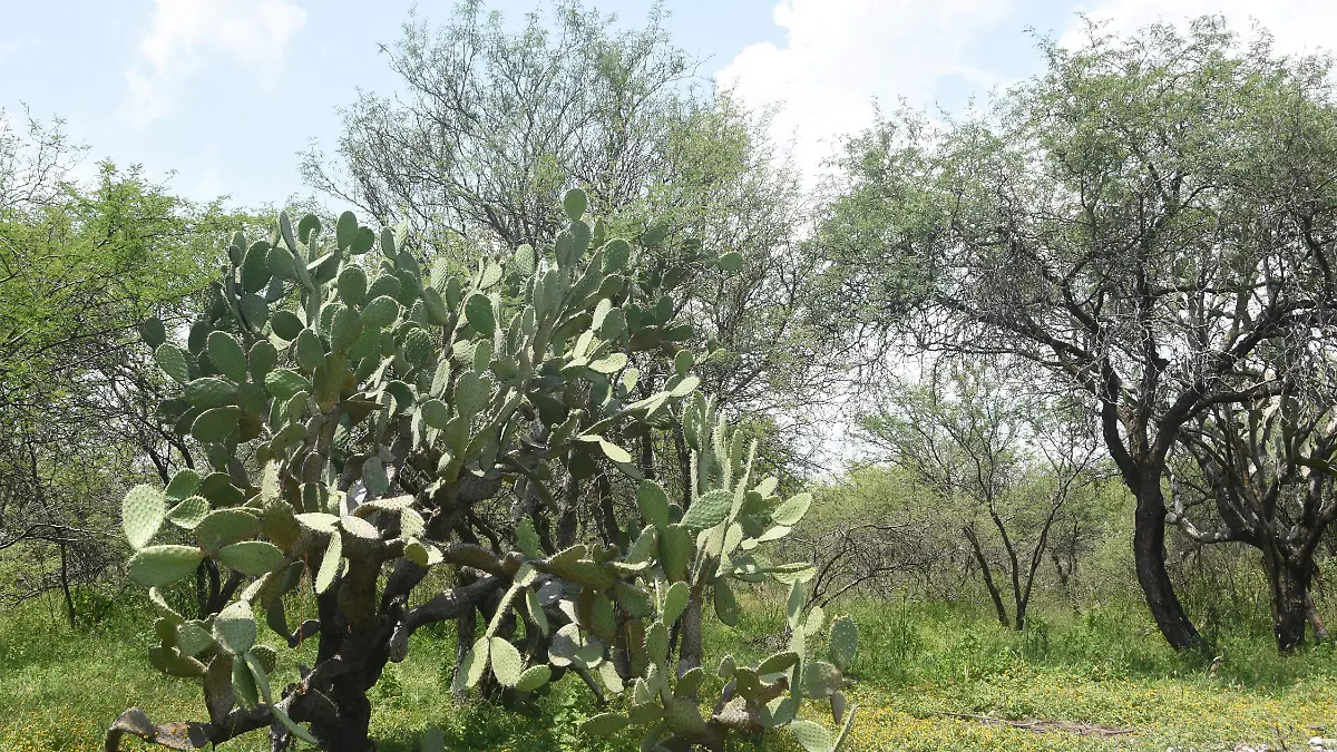 Reforestarán Los Encinos con mil árboles
