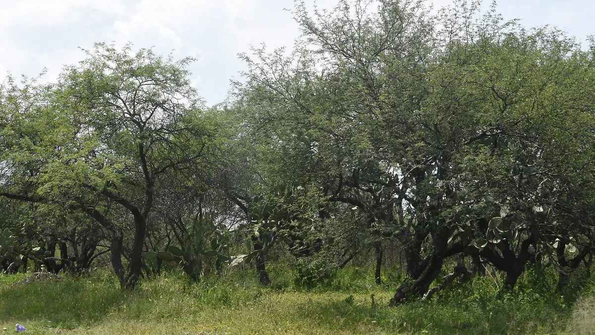 Reforestarán Los Encinos con mil árboles