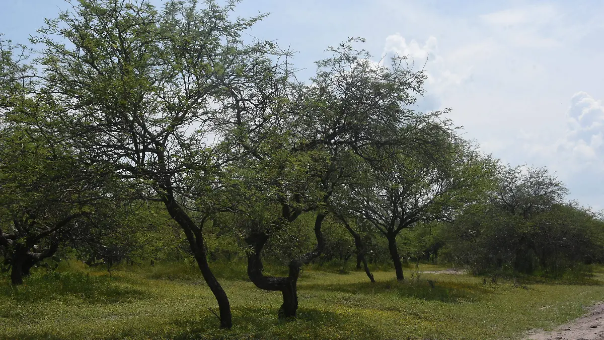 Sembraran arboles en los encinos Jesus Gutierrez El Sol de Irapuato (5)