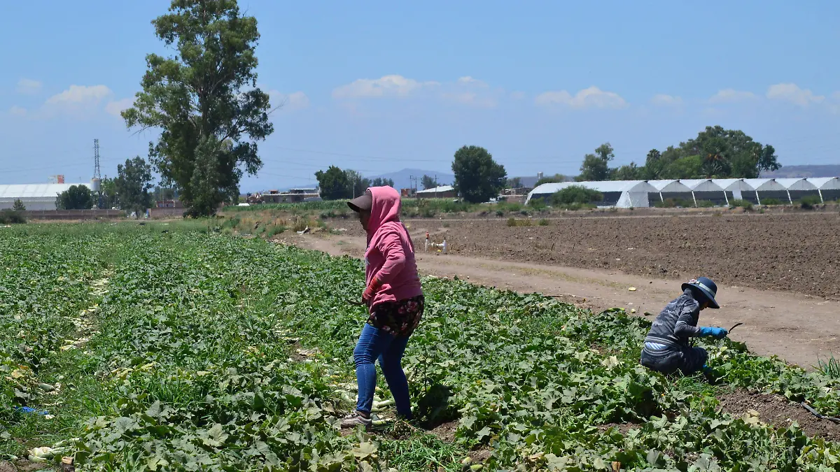 Campo Jesus Gutierrez El Sol fde Irapuato (1)