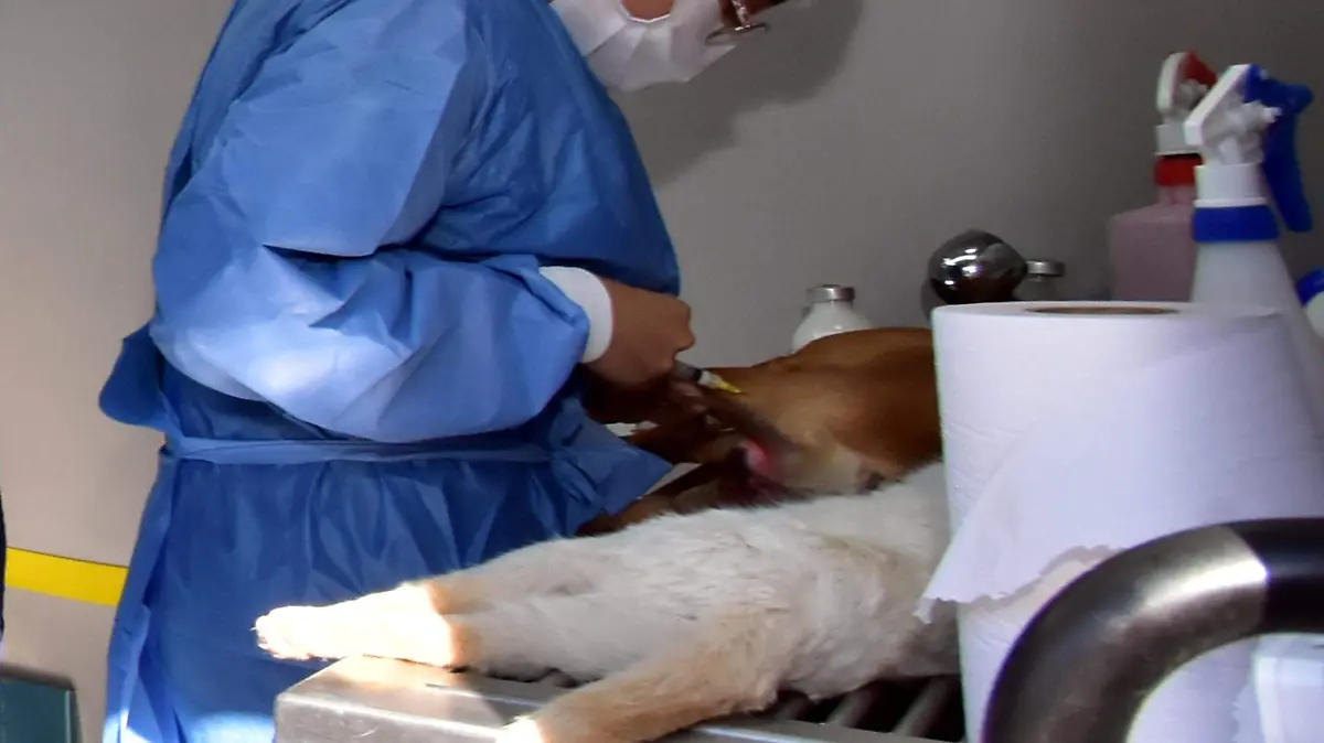 CAISES Y ESTERILIZACION GAROS .- RICARDO SANCHEZ .- EL SOL DE IRAPUATO (2)