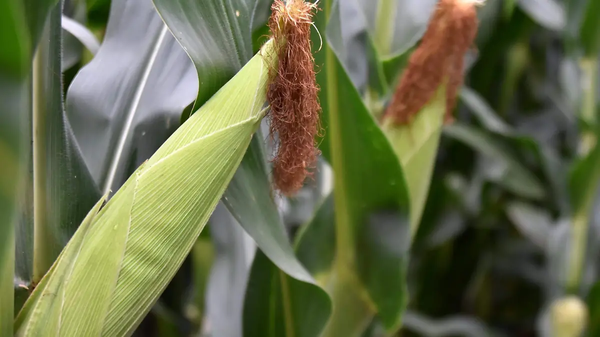 produccion de maiz (1)