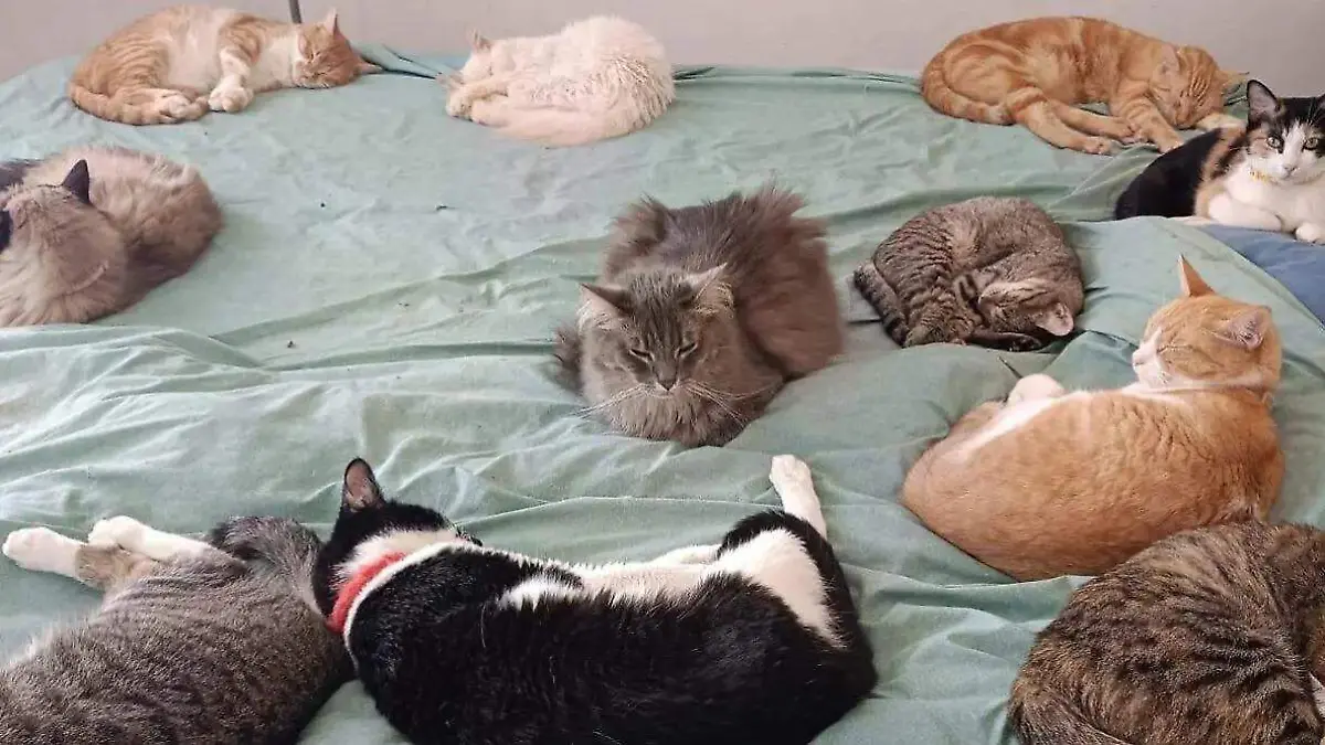 No-regales-mascotas-en-San-Valentín