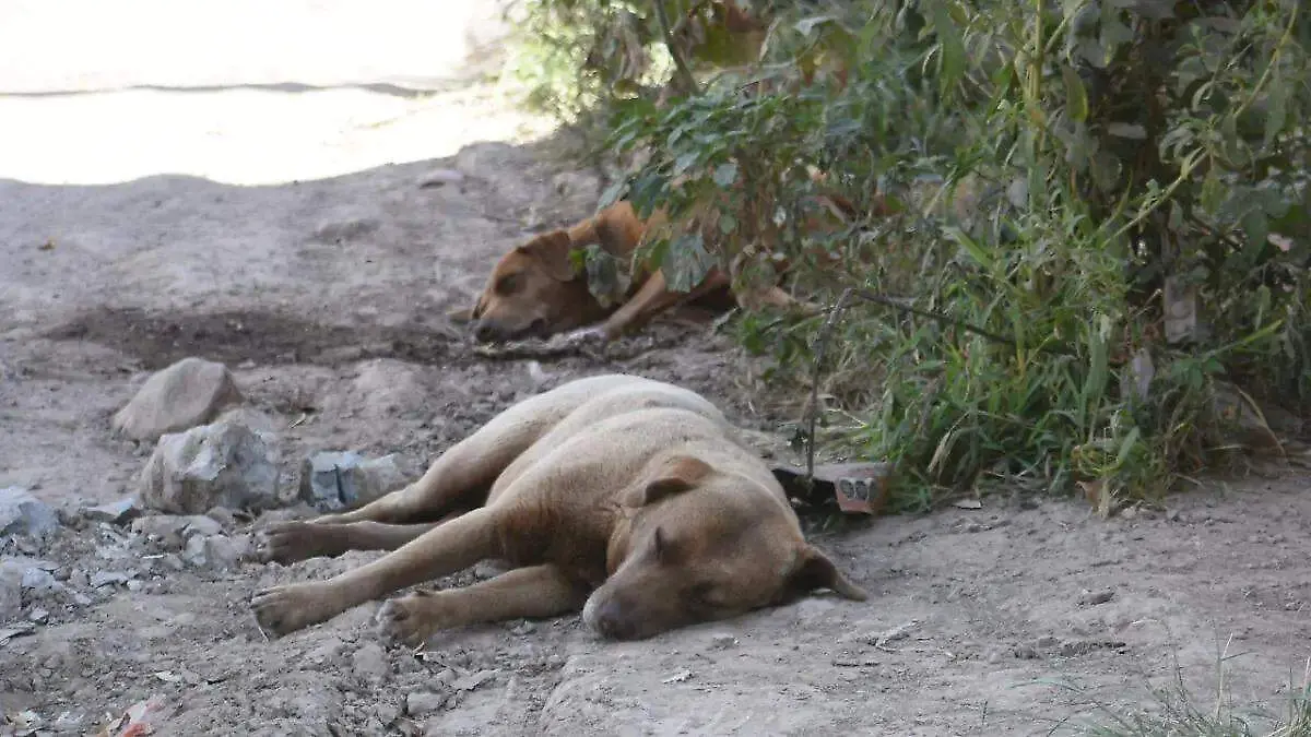 No-regales-mascotas-en-San-Valentín