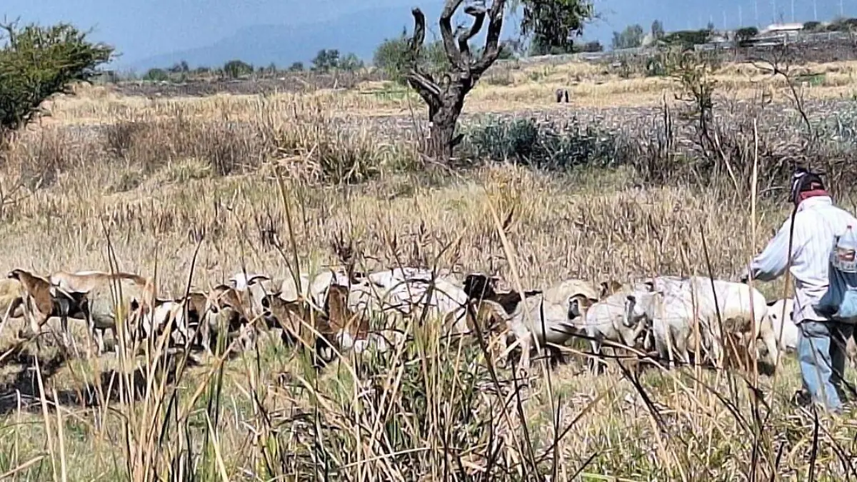 CUERAMARO CRISIS GANADO (3)