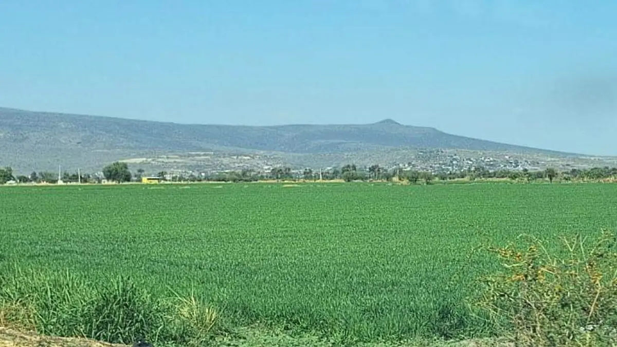 Ganadería en Cuerámaro