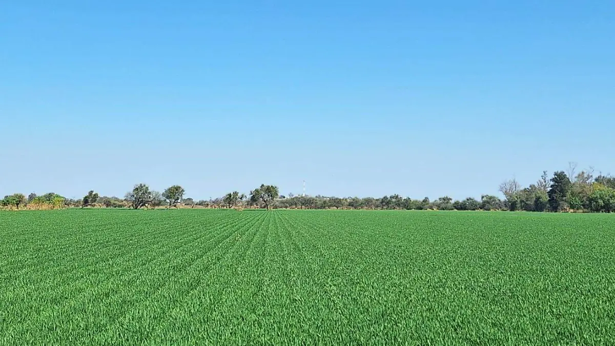 CUERAMARO Humberto Hernández crisis e el campo