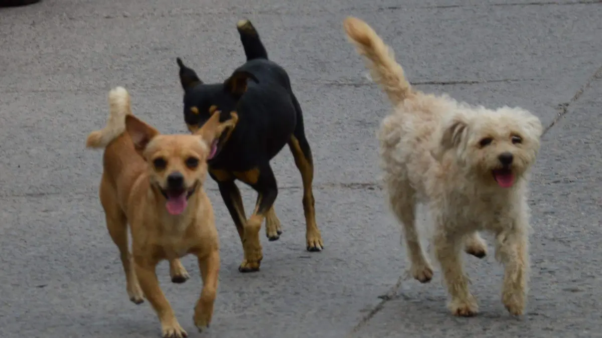 Therian Jesus Gutierrez El Sol de Irapuato (2)