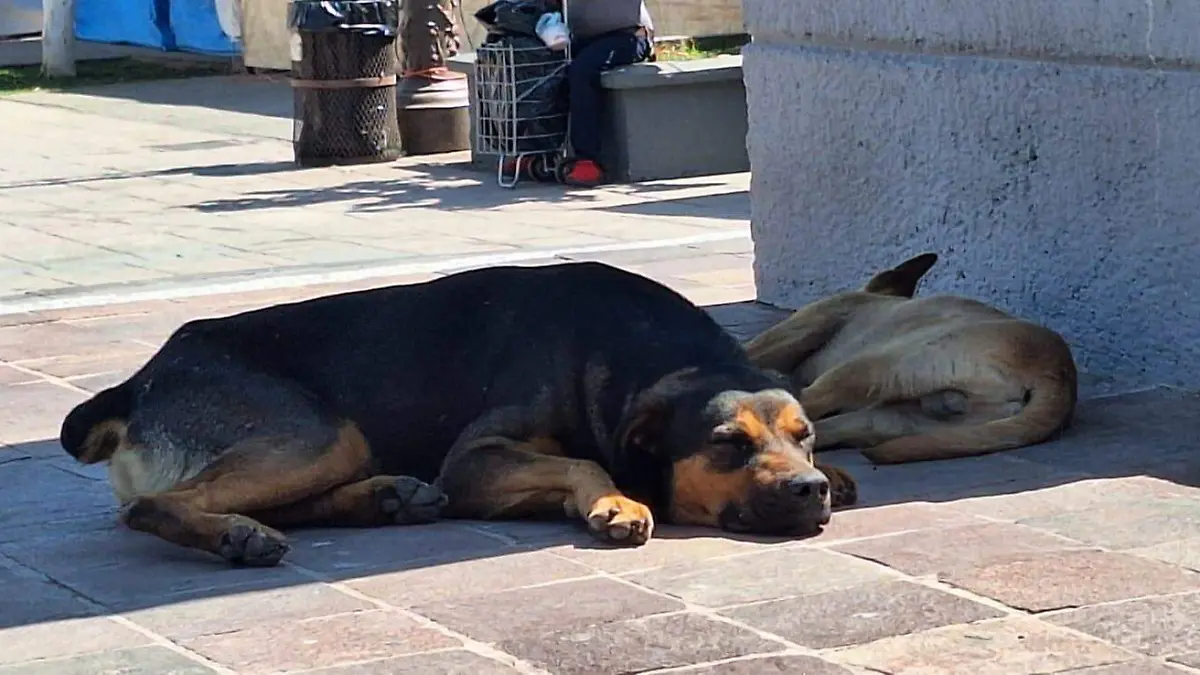 PENJAMO Rescatistas (1)