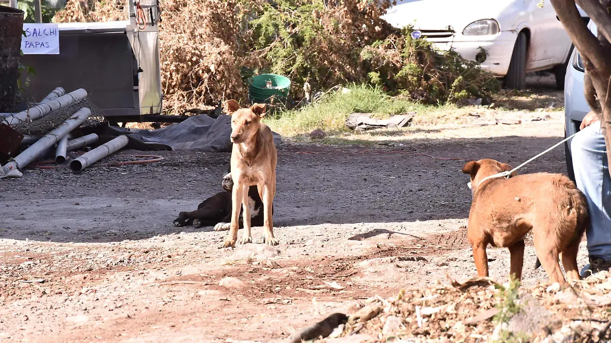 Rescatistas-de-animales