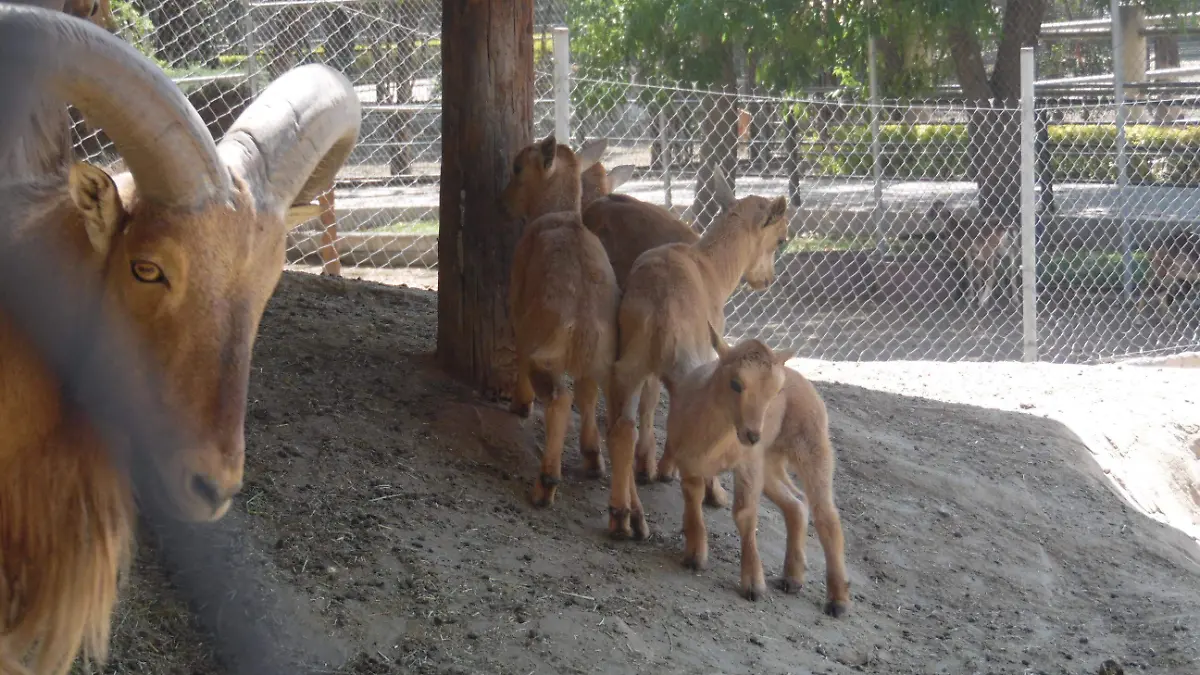 Nacen-crías-de-borrego-berberisco