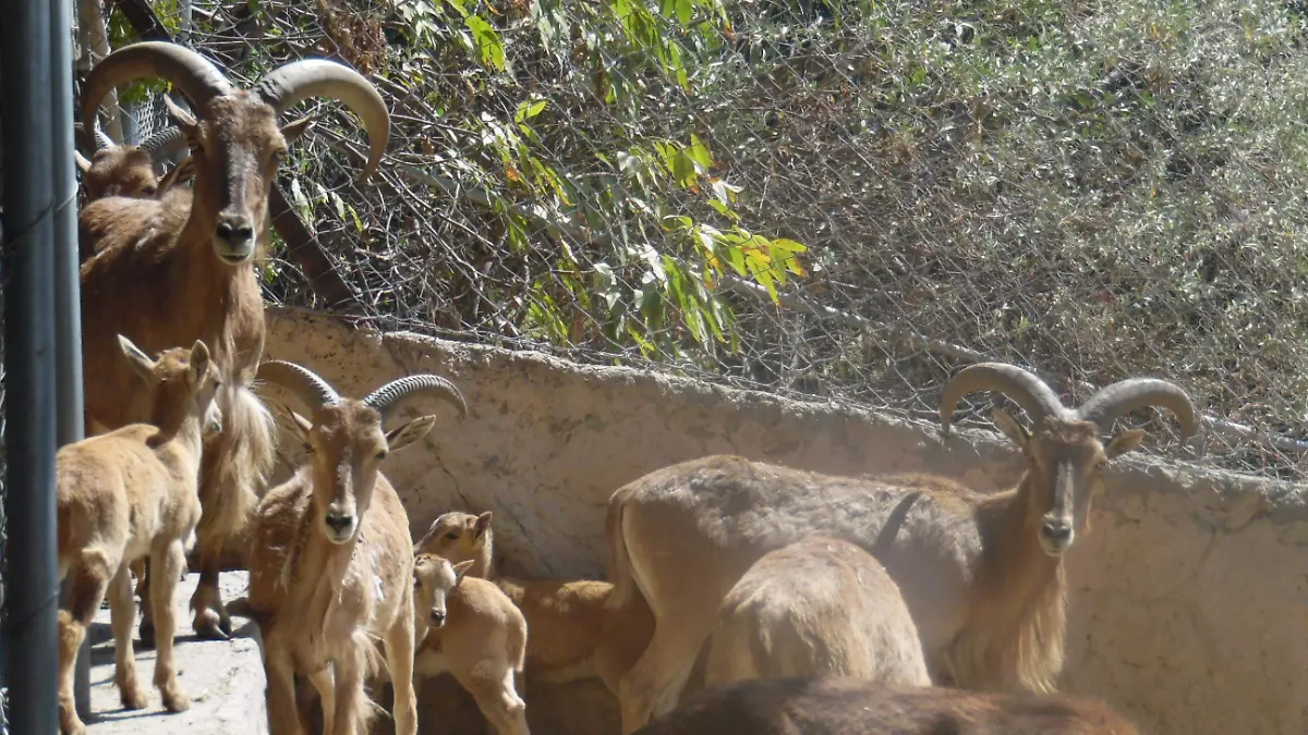 borrego berberisco (2)