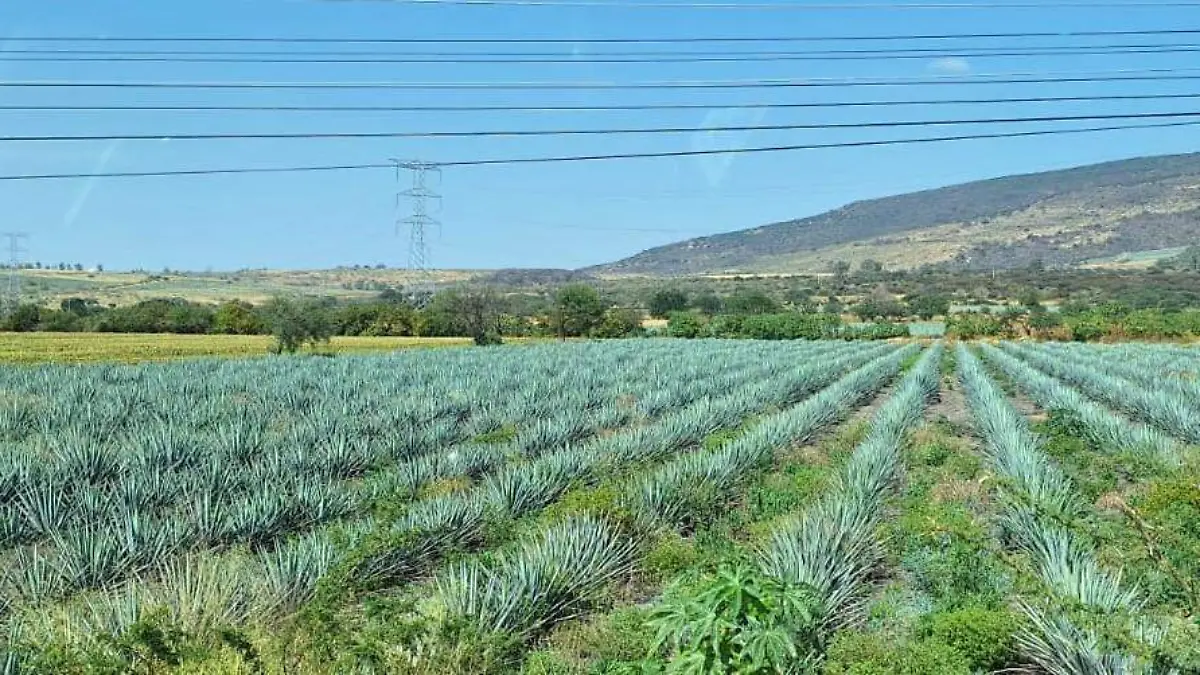 CUERAMARO Agave calor (2)