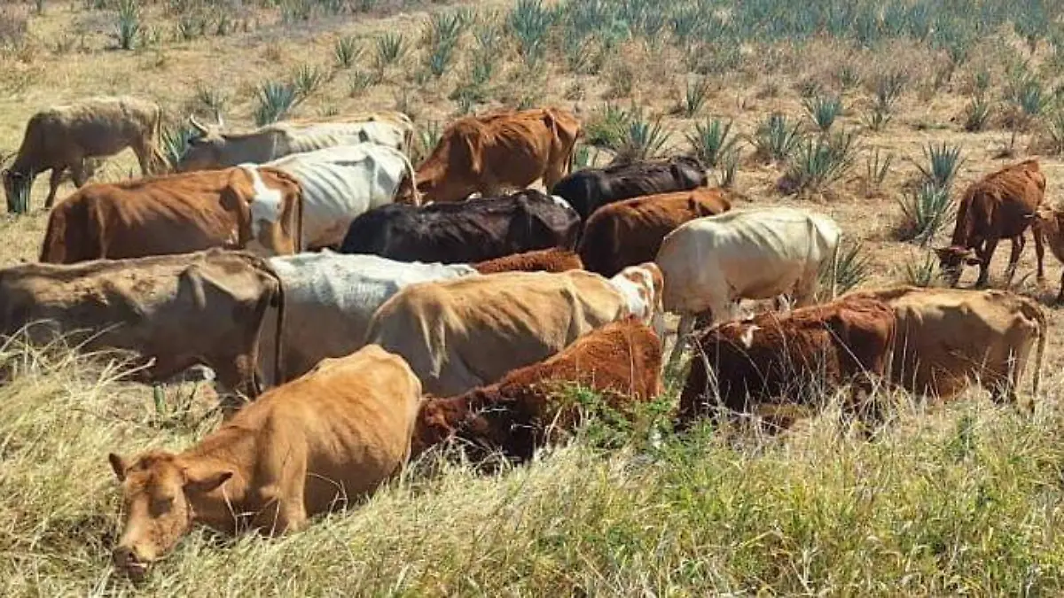 HUANIMARO Gusano y Brucelosis (4)