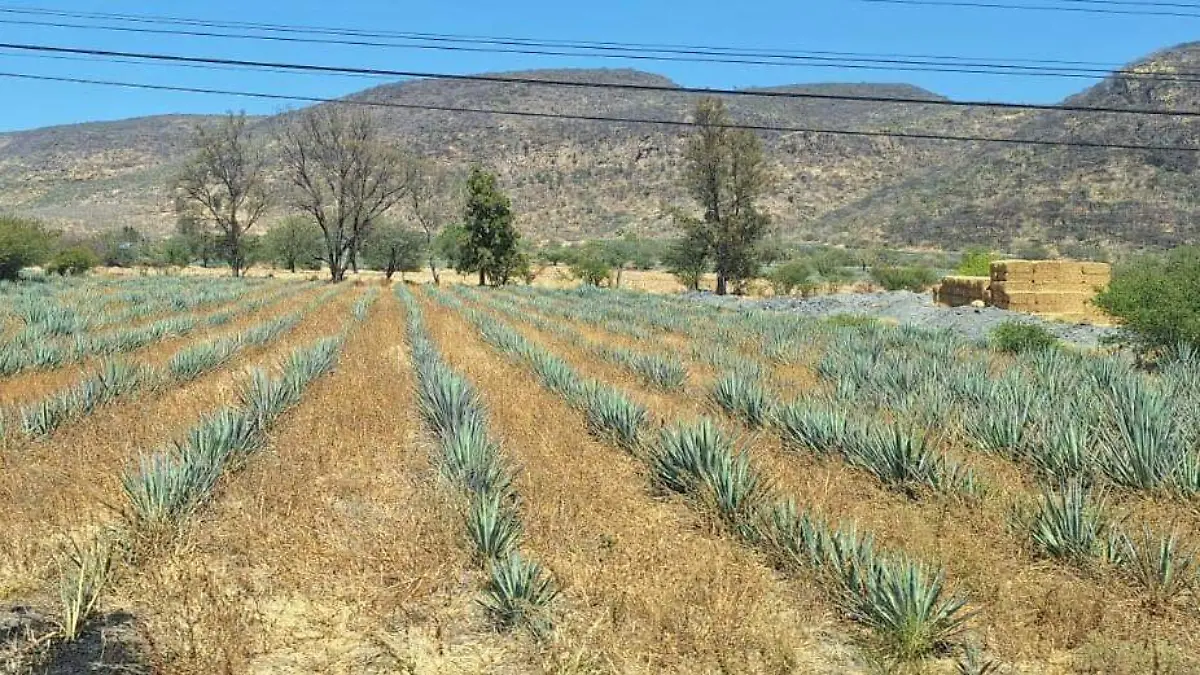 Monitorean-zonas-forestales