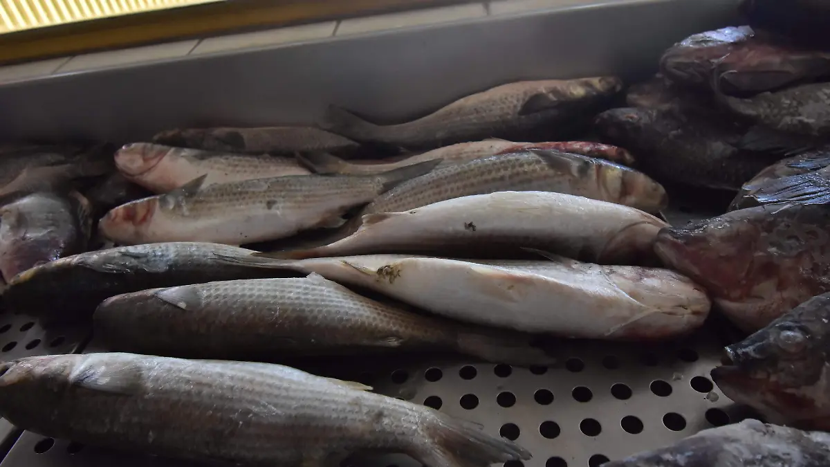 Refuerzan vigilancia sanitaria