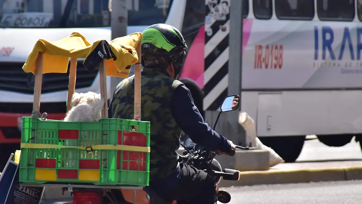 Alerta Cani riesgo por golpes de calor en mascotas
