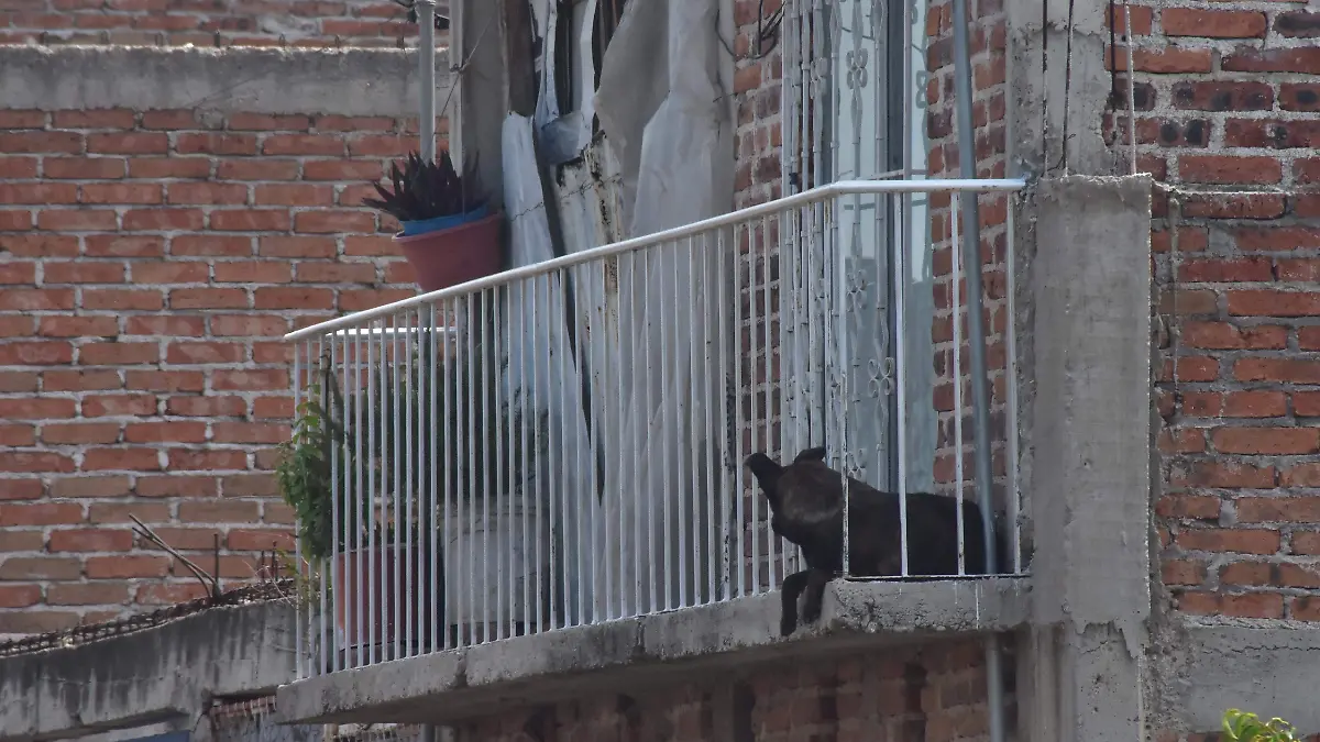 Alerta Cani riesgo por golpes de calor en mascotas