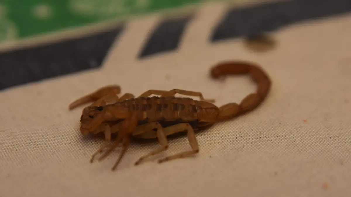 ALANCRAN Y VACUNA.- EL SOL DE IRAPUATO (3)