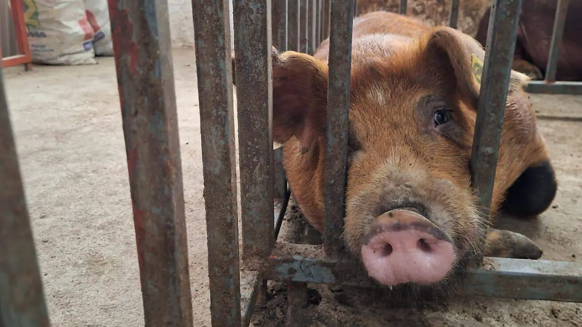 ABASOLO Porcicultores  (3)