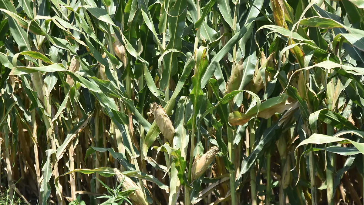 Entre-las-principales