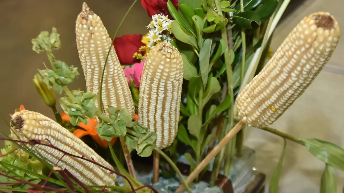 MAIZ.- EL SOL DE IRAPUATO (3)